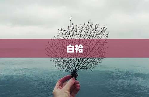 白袷