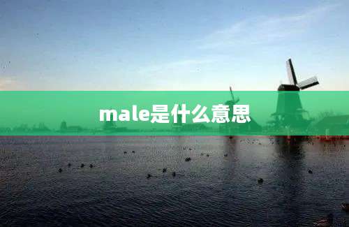 male是什么意思