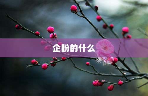 企盼的什么