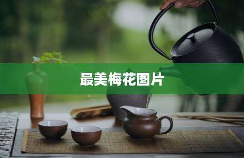 最美梅花图片