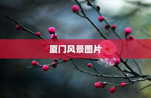 厦门风景图片