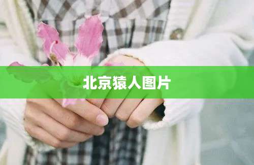 北京猿人图片