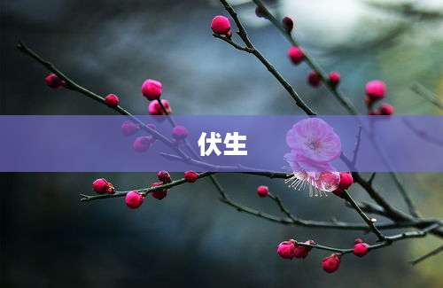 伏生