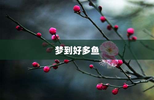 梦到好多鱼