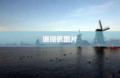 珊瑚礁图片