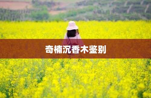 奇楠沉香木鉴别