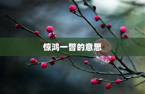 惊鸿一瞥的意思
