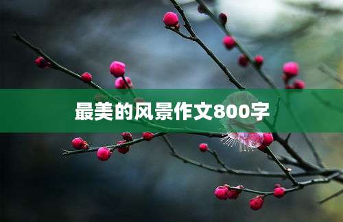 最美的风景作文800字