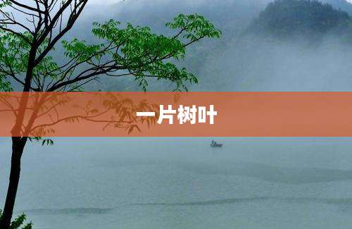 一片树叶