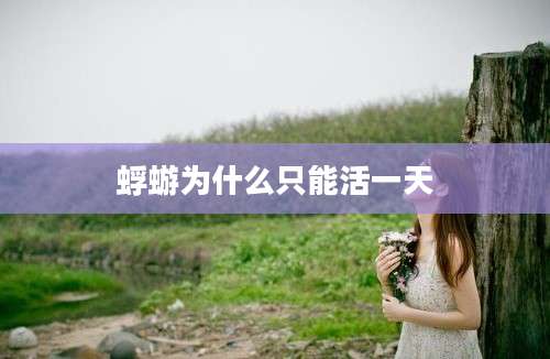 蜉蝣为什么只能活一天
