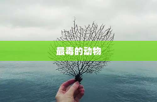最毒的动物