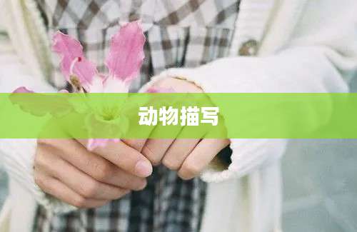 动物描写