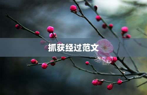 抓获经过范文