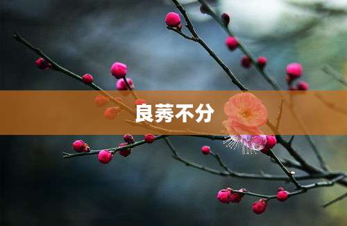 良莠不分