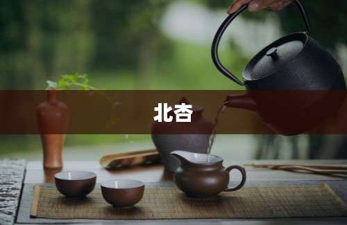 北杏