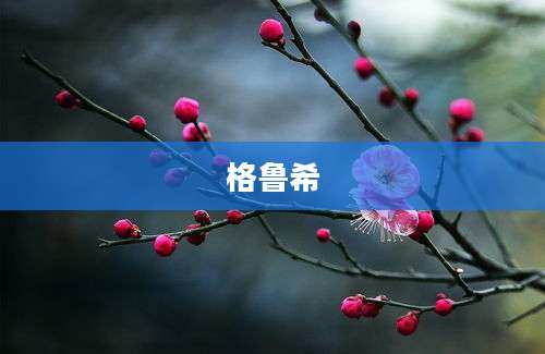 格鲁希