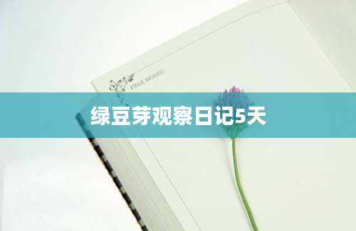 绿豆芽观察日记5天