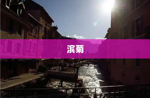 滨菊