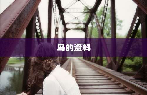 鸟的资料