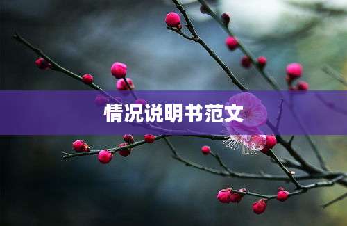 情况说明书范文