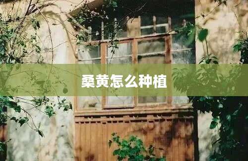 桑黄怎么种植