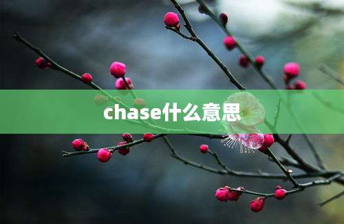 chase什么意思