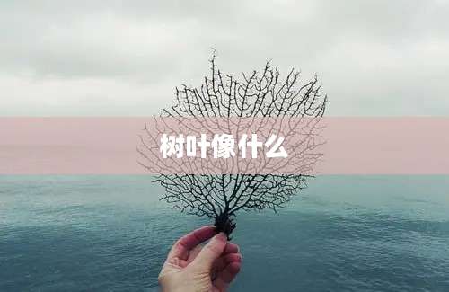 树叶像什么