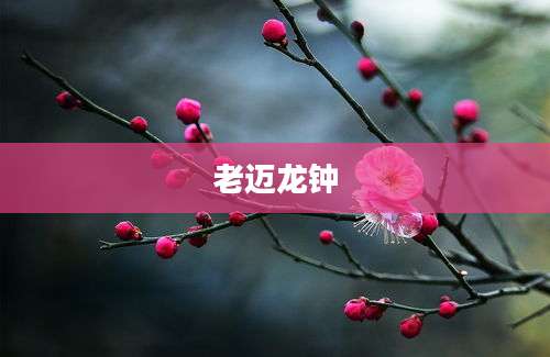 老迈龙钟