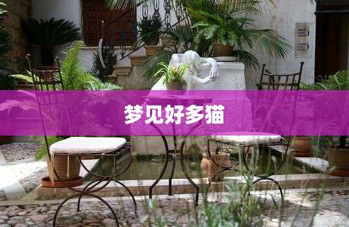 梦见好多猫