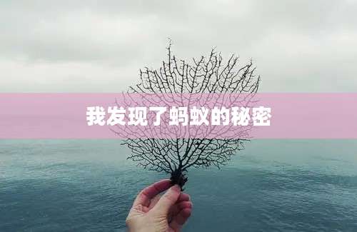 我发现了蚂蚁的秘密