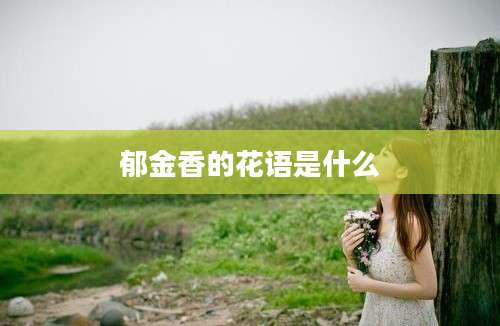 郁金香的花语是什么