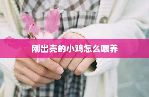 刚出壳的小鸡怎么喂养