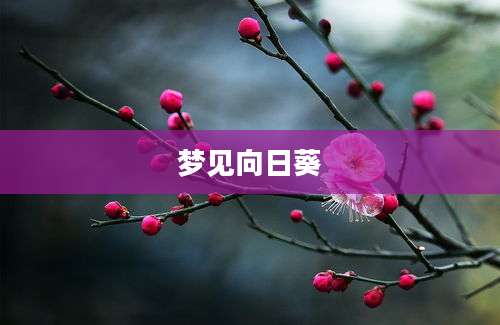 梦见向日葵