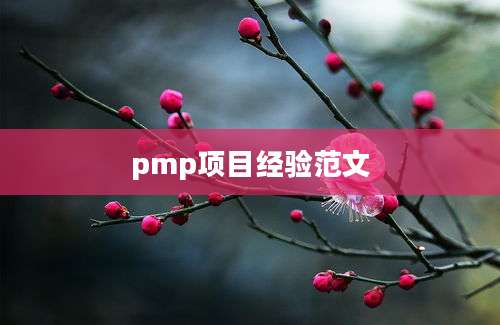 pmp项目经验范文