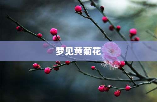 梦见黄菊花